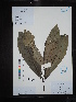  ( - Ge02693)  @11 [ ] CreativeCommons  Attribution Non-Commercial Share-Alike  Unspecified Herbarium of South China Botanical Garden