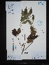  (Bredia - Ge04533)  @11 [ ] CreativeCommons  Attribution Non-Commercial Share-Alike  Unspecified Herbarium of South China Botanical Garden