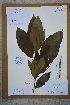  (Turpinia montana - Ge02725)  @11 [ ] CreativeCommons  Attribution Non-Commercial Share-Alike  Unspecified Herbarium of South China Botanical Garden