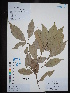  (Lithocarpus polystachyus - Ge02739)  @11 [ ] CreativeCommons  Attribution Non-Commercial Share-Alike  Unspecified Herbarium of South China Botanical Garden