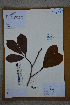  (Magnolia sprengeri - Ge02745)  @11 [ ] CreativeCommons  Attribution Non-Commercial Share-Alike  Unspecified Herbarium of South China Botanical Garden