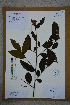  ( - Ge02757)  @11 [ ] CreativeCommons  Attribution Non-Commercial Share-Alike  Unspecified Herbarium of South China Botanical Garden