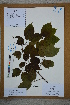  (Prunus - Ge02761)  @11 [ ] CreativeCommons  Attribution Non-Commercial Share-Alike  Unspecified Herbarium of South China Botanical Garden