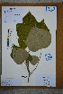  (Mallotus apelta - Ge02769)  @11 [ ] CreativeCommons  Attribution Non-Commercial Share-Alike  Unspecified Herbarium of South China Botanical Garden