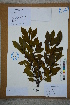  (Ilex fukienensis - Ge02771)  @11 [ ] CreativeCommons  Attribution Non-Commercial Share-Alike  Unspecified Herbarium of South China Botanical Garden