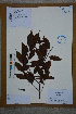  ( - Ge02776)  @11 [ ] CreativeCommons  Attribution Non-Commercial Share-Alike  Unspecified Herbarium of South China Botanical Garden