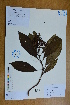  (Hydrangea febrifuga - Ge02785)  @11 [ ] CreativeCommons  Attribution Non-Commercial Share-Alike  Unspecified Herbarium of South China Botanical Garden