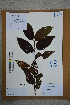  ( - Ge02789)  @11 [ ] CreativeCommons  Attribution Non-Commercial Share-Alike  Unspecified Herbarium of South China Botanical Garden