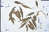  (Salix nipponica - Ge02960)  @11 [ ] CreativeCommons  Attribution Non-Commercial Share-Alike  Unspecified Herbarium of South China Botanical Garden