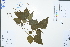  (Discocleidion - Ge02969)  @11 [ ] CreativeCommons  Attribution Non-Commercial Share-Alike  Unspecified Herbarium of South China Botanical Garden