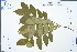  ( - Ge02971)  @11 [ ] CreativeCommons  Attribution Non-Commercial Share-Alike  Unspecified Herbarium of South China Botanical Garden