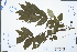  ( - Ge02974)  @11 [ ] CreativeCommons  Attribution Non-Commercial Share-Alike  Unspecified Herbarium of South China Botanical Garden