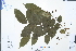  ( - Ge02979)  @11 [ ] CreativeCommons  Attribution Non-Commercial Share-Alike  Unspecified Herbarium of South China Botanical Garden