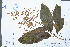  ( - Ge02981)  @11 [ ] CreativeCommons  Attribution Non-Commercial Share-Alike  Unspecified Herbarium of South China Botanical Garden