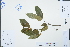 ( - Ge02983)  @11 [ ] CreativeCommons  Attribution Non-Commercial Share-Alike  Unspecified Herbarium of South China Botanical Garden