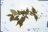  ( - Ge02989)  @11 [ ] CreativeCommons  Attribution Non-Commercial Share-Alike  Unspecified Herbarium of South China Botanical Garden