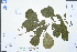  (Meliosma parviflora - Ge02994)  @11 [ ] CreativeCommons  Attribution Non-Commercial Share-Alike  Unspecified Herbarium of South China Botanical Garden