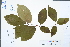  (Prunus wilsonii - Ge02996)  @11 [ ] CreativeCommons  Attribution Non-Commercial Share-Alike  Unspecified Herbarium of South China Botanical Garden