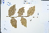  ( - Ge03001)  @11 [ ] CreativeCommons  Attribution Non-Commercial Share-Alike  Unspecified Herbarium of South China Botanical Garden