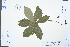  ( - Ge03004)  @11 [ ] CreativeCommons  Attribution Non-Commercial Share-Alike  Unspecified Herbarium of South China Botanical Garden