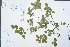  ( - Ge03016)  @11 [ ] CreativeCommons  Attribution Non-Commercial Share-Alike  Unspecified Herbarium of South China Botanical Garden