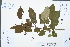  (Malus mandshurica - Ge03025)  @11 [ ] CreativeCommons  Attribution Non-Commercial Share-Alike  Unspecified Herbarium of South China Botanical Garden