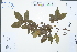  ( - Ge03029)  @11 [ ] CreativeCommons  Attribution Non-Commercial Share-Alike  Unspecified Herbarium of South China Botanical Garden