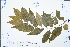  (Prunus subhirtella - Ge03031)  @11 [ ] CreativeCommons  Attribution Non-Commercial Share-Alike  Unspecified Herbarium of South China Botanical Garden