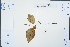  ( - Ge03044)  @11 [ ] CreativeCommons  Attribution Non-Commercial Share-Alike  Unspecified Herbarium of South China Botanical Garden
