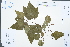  (Mallotus repandus - Ge03046)  @11 [ ] CreativeCommons  Attribution Non-Commercial Share-Alike  Unspecified Herbarium of South China Botanical Garden