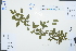  ( - Ge03057)  @11 [ ] CreativeCommons  Attribution Non-Commercial Share-Alike  Unspecified Herbarium of South China Botanical Garden
