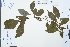  ( - Ge03083)  @11 [ ] CreativeCommons  Attribution Non-Commercial Share-Alike  Unspecified Herbarium of South China Botanical Garden