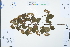  (Spiraea chinensis - Ge03100)  @11 [ ] CreativeCommons  Attribution Non-Commercial Share-Alike  Unspecified Herbarium of South China Botanical Garden