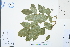  (Wisteriopsis reticulata - Ge03101)  @11 [ ] CreativeCommons  Attribution Non-Commercial Share-Alike  Unspecified Herbarium of South China Botanical Garden
