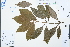  ( - Ge03114)  @11 [ ] CreativeCommons  Attribution Non-Commercial Share-Alike  Unspecified Herbarium of South China Botanical Garden