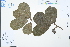  ( - Ge03135)  @11 [ ] CreativeCommons  Attribution Non-Commercial Share-Alike  Unspecified Herbarium of South China Botanical Garden
