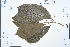  ( - Ge03137)  @11 [ ] CreativeCommons  Attribution Non-Commercial Share-Alike  Unspecified Herbarium of South China Botanical Garden