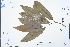  (Michelia cavaleriei - Ge03138)  @11 [ ] CreativeCommons  Attribution Non-Commercial Share-Alike  Unspecified Herbarium of South China Botanical Garden