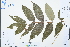  ( - Ge03144)  @11 [ ] CreativeCommons  Attribution Non-Commercial Share-Alike  Unspecified Herbarium of South China Botanical Garden