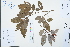  (Salix rosthornii - Ge03145)  @11 [ ] CreativeCommons  Attribution Non-Commercial Share-Alike  Unspecified Herbarium of South China Botanical Garden