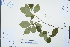  ( - Ge03153)  @11 [ ] CreativeCommons  Attribution Non-Commercial Share-Alike  Unspecified Herbarium of South China Botanical Garden
