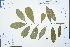  ( - Ge03154)  @11 [ ] CreativeCommons  Attribution Non-Commercial Share-Alike  Unspecified Herbarium of South China Botanical Garden