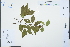  ( - Ge03163)  @11 [ ] CreativeCommons  Attribution Non-Commercial Share-Alike  Unspecified Herbarium of South China Botanical Garden