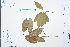  ( - Ge03178)  @11 [ ] CreativeCommons  Attribution Non-Commercial Share-Alike  Unspecified Herbarium of South China Botanical Garden