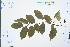  (Stachyurus himalaicus - Ge03180)  @11 [ ] CreativeCommons  Attribution Non-Commercial Share-Alike  Unspecified Herbarium of South China Botanical Garden