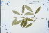  ( - Ge03194)  @11 [ ] CreativeCommons  Attribution Non-Commercial Share-Alike  Unspecified Herbarium of South China Botanical Garden