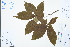  (Clethra kaipoensis - Ge03195)  @11 [ ] CreativeCommons  Attribution Non-Commercial Share-Alike  Unspecified Herbarium of South China Botanical Garden