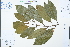  (Polyspora - Ge03207)  @11 [ ] CreativeCommons  Attribution Non-Commercial Share-Alike  Unspecified Herbarium of South China Botanical Garden