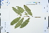  ( - Ge03213)  @11 [ ] CreativeCommons  Attribution Non-Commercial Share-Alike  Unspecified Herbarium of South China Botanical Garden