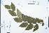  ( - Ge03216)  @11 [ ] CreativeCommons  Attribution Non-Commercial Share-Alike  Unspecified Herbarium of South China Botanical Garden